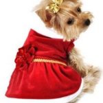 Christmas dog outfit- Dog Christmas Dress Miss Santa