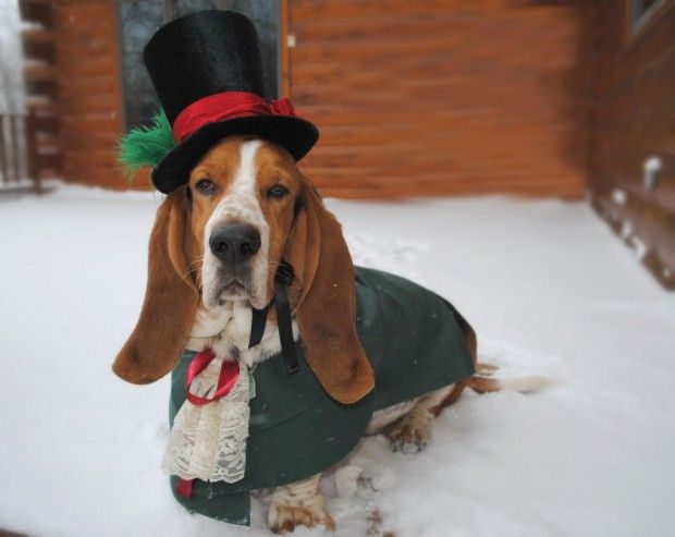 30 Extraordinary Christmas Pet Clothes and Accessories
